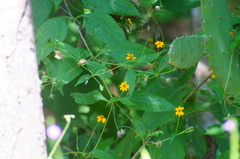 Wedelia acapulcensis