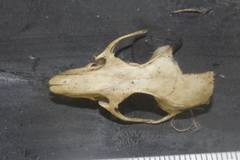 Peromyscus leucopus texanus