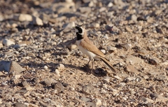 Eremophila bilopha