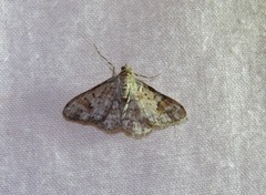 Myrioblephara macariata