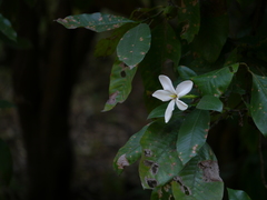 Gardenia resinifera