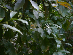 Gardenia resinifera