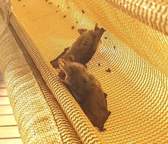 Nyctophilus