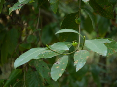 Gardenia resinifera