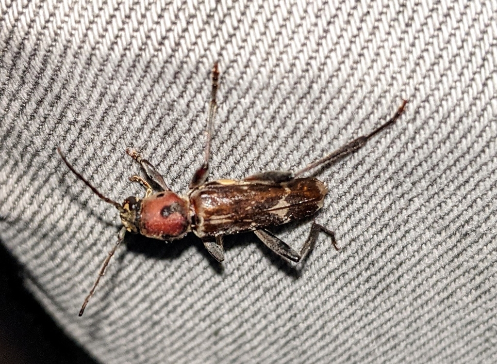 Xylotrechus oculicollis