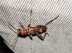 Xylotrechus oculicollis