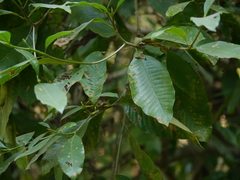 Gardenia resinifera