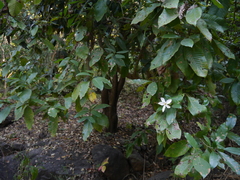Gardenia resinifera