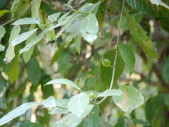 Gardenia resinifera
