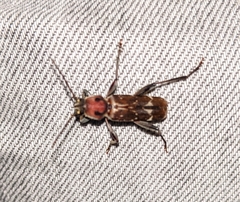 Xylotrechus oculicollis