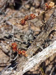 Tritonia pallida