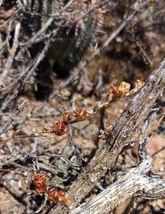 Tritonia pallida