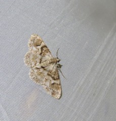 Myrioblephara macariata