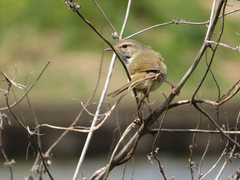 Horornis diphone