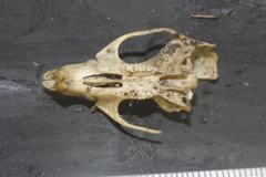 Peromyscus leucopus texanus