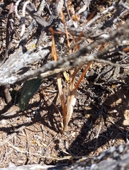 Tritonia pallida