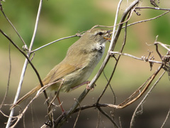 Horornis diphone