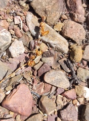 Tritonia pallida