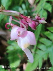 Impatiens mirabilis
