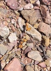 Tritonia pallida