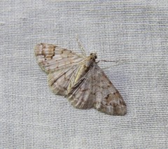 Myrioblephara macariata