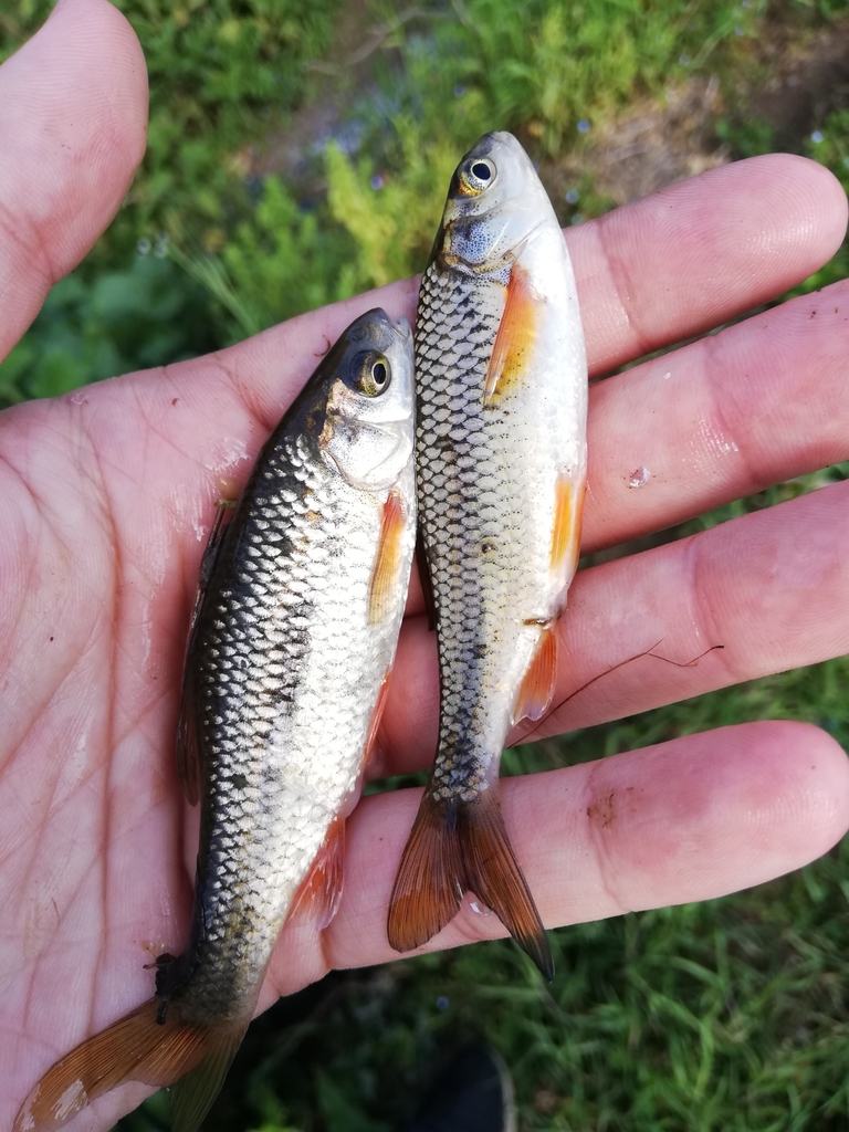Apennine Roach