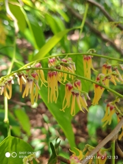 Shorea sumatrana
