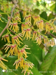 Shorea sumatrana