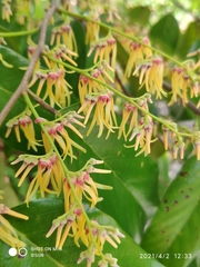 Shorea sumatrana