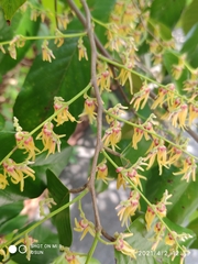 Shorea sumatrana