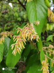 Shorea sumatrana
