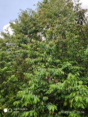 Shorea sumatrana