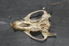 Peromyscus leucopus texanus