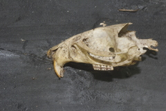 Peromyscus leucopus texanus