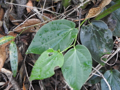 Piper hederaceum