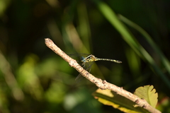 Neodythemis
