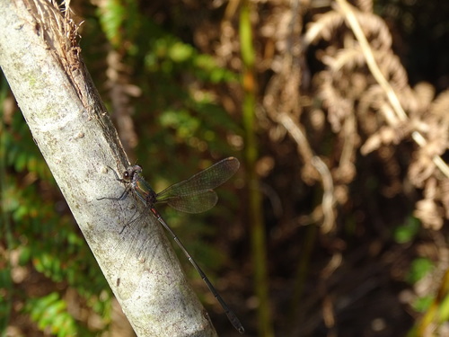 Western Willow Spreadwing, 9341 Veenhuizen, Nederland, photo 7 of 10