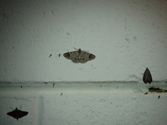 Myrioblephara macariata