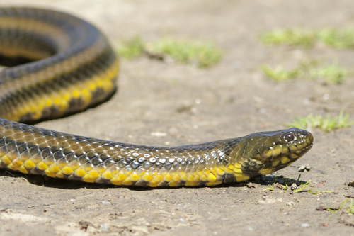 Brazilian Keelback