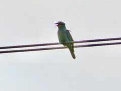 Coracias garrulus garrulus