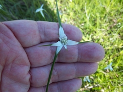 Rhynchospora colorata image