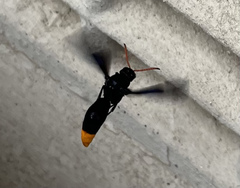 Synagris analis