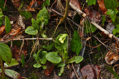 Primula elatior
