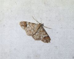 Myrioblephara macariata