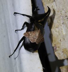 Myrioblephara macariata