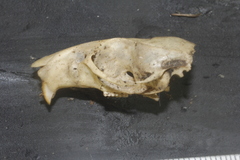 Peromyscus leucopus texanus