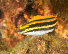 Petroscirtes fallax
