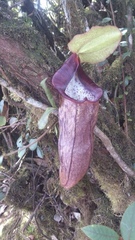 Nepenthes macfarlanei