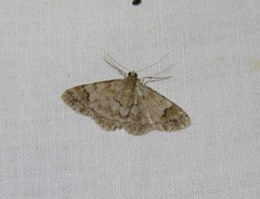 Myrioblephara macariata