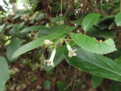 Viburnum taitoense